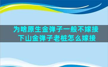 为啥原生金弹子一般不嫁接 下山金弹子老桩怎么嫁接